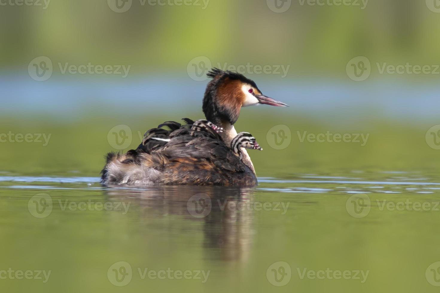 a great crested grebe with chick swims on a lake photo