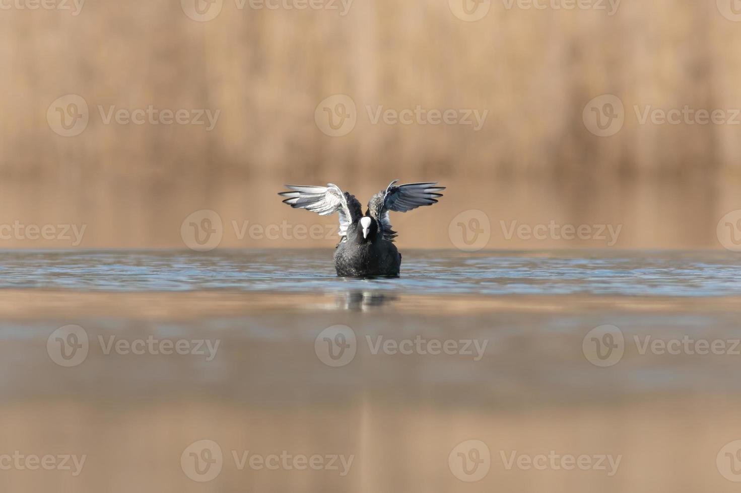 a coot starting flight on a lake photo