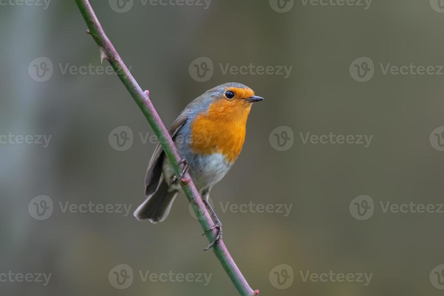 a robin sits on a branch photo