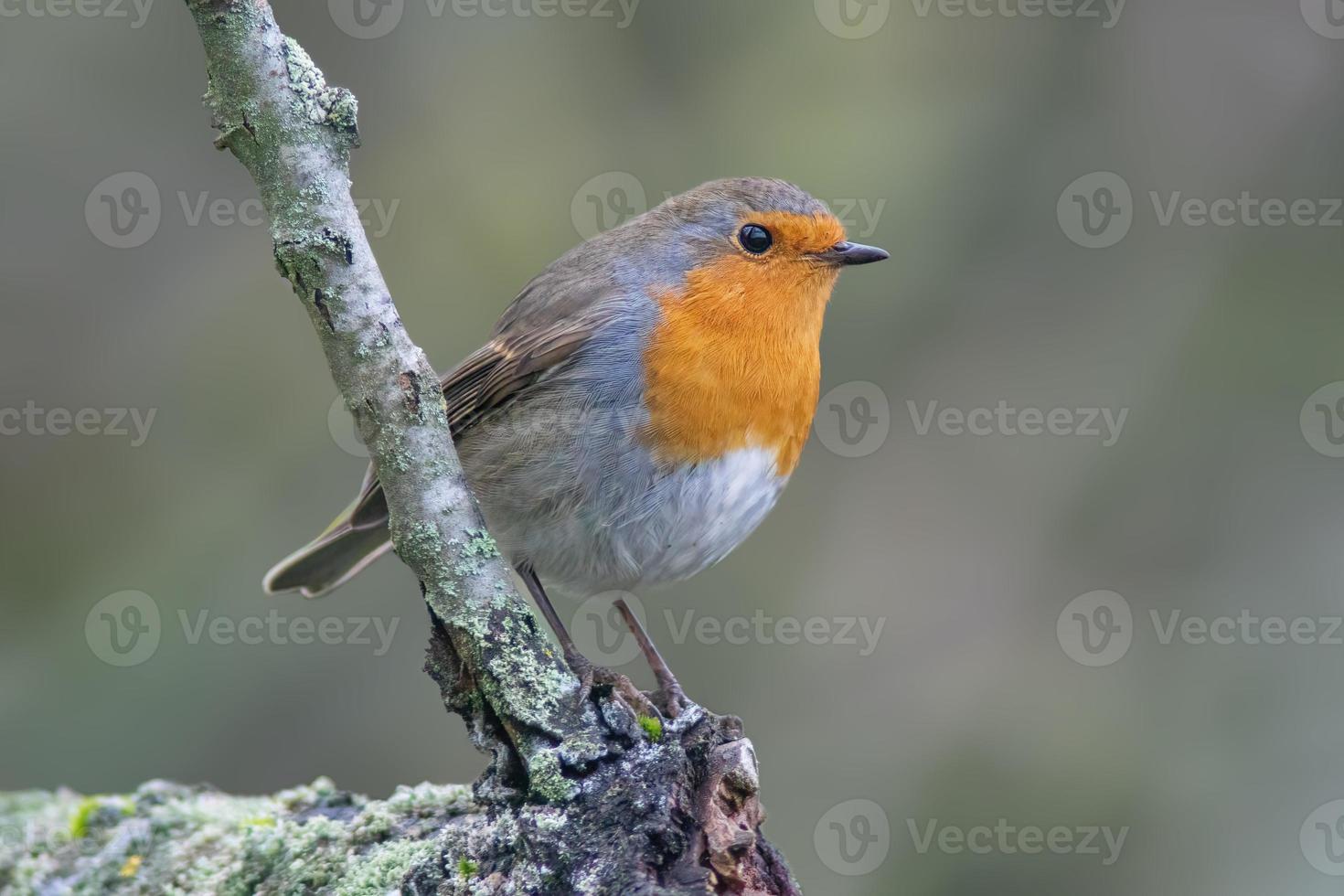 a robin sits on a branch photo