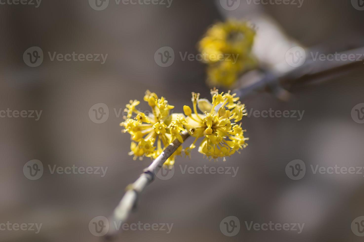 many yellow flowers on a branch photo