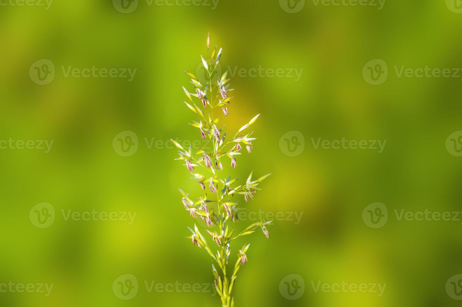 a green blossom of grass in summer photo