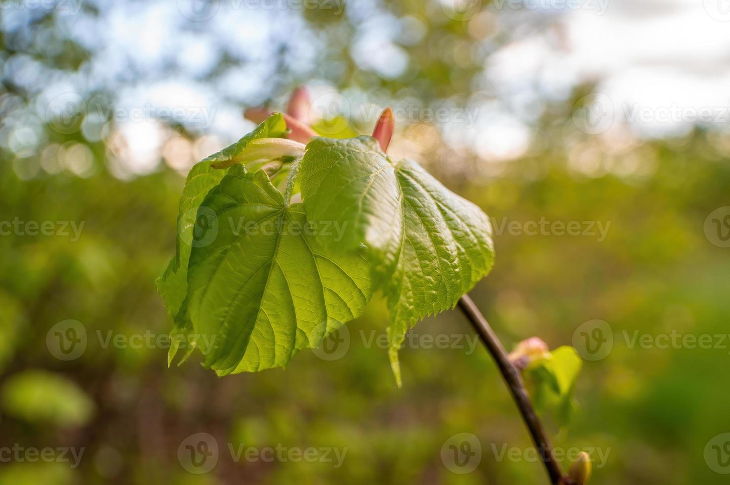 one branch with green leaves in the forest photo