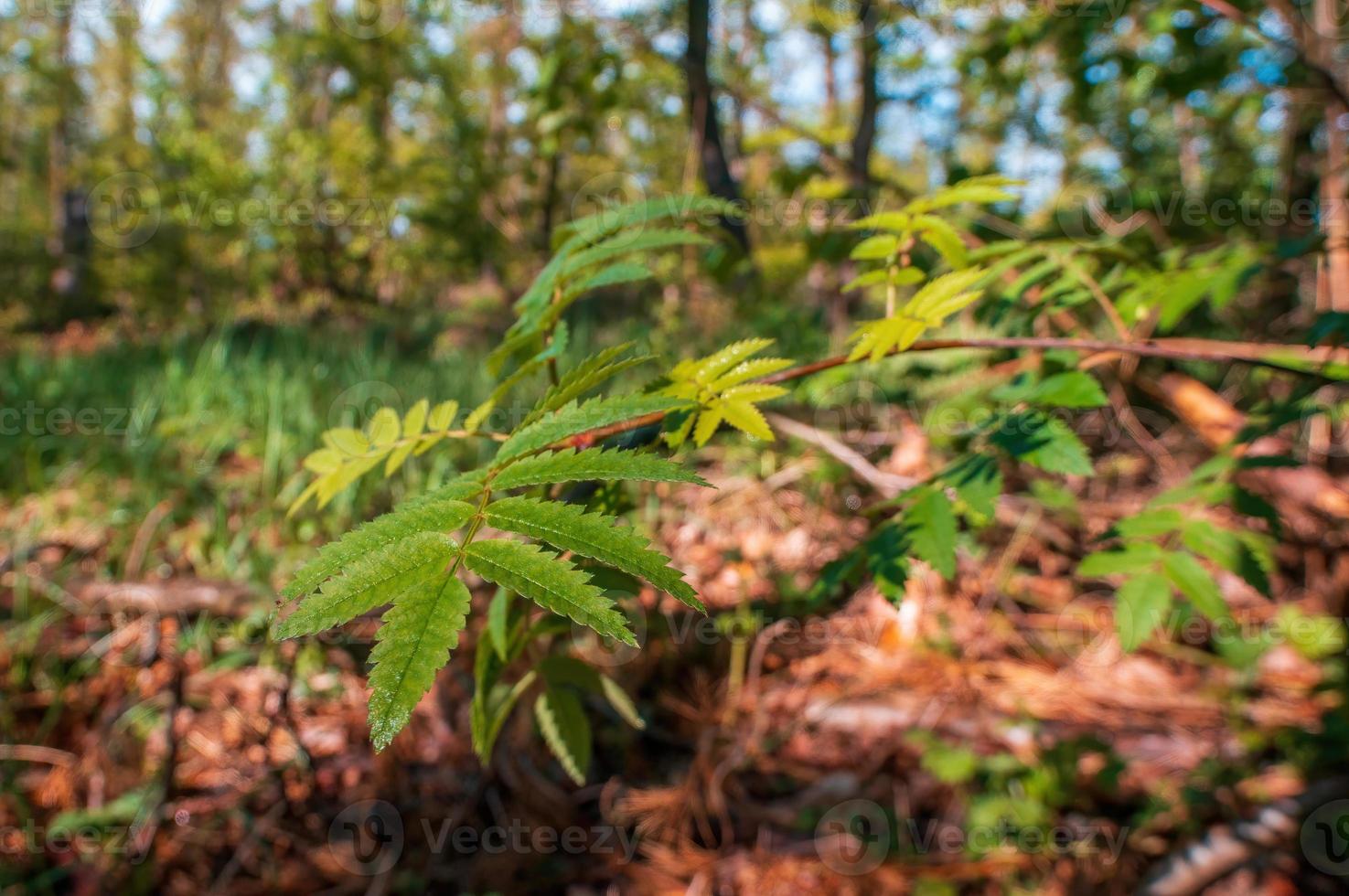 one branch with green ash leaves in the forest photo