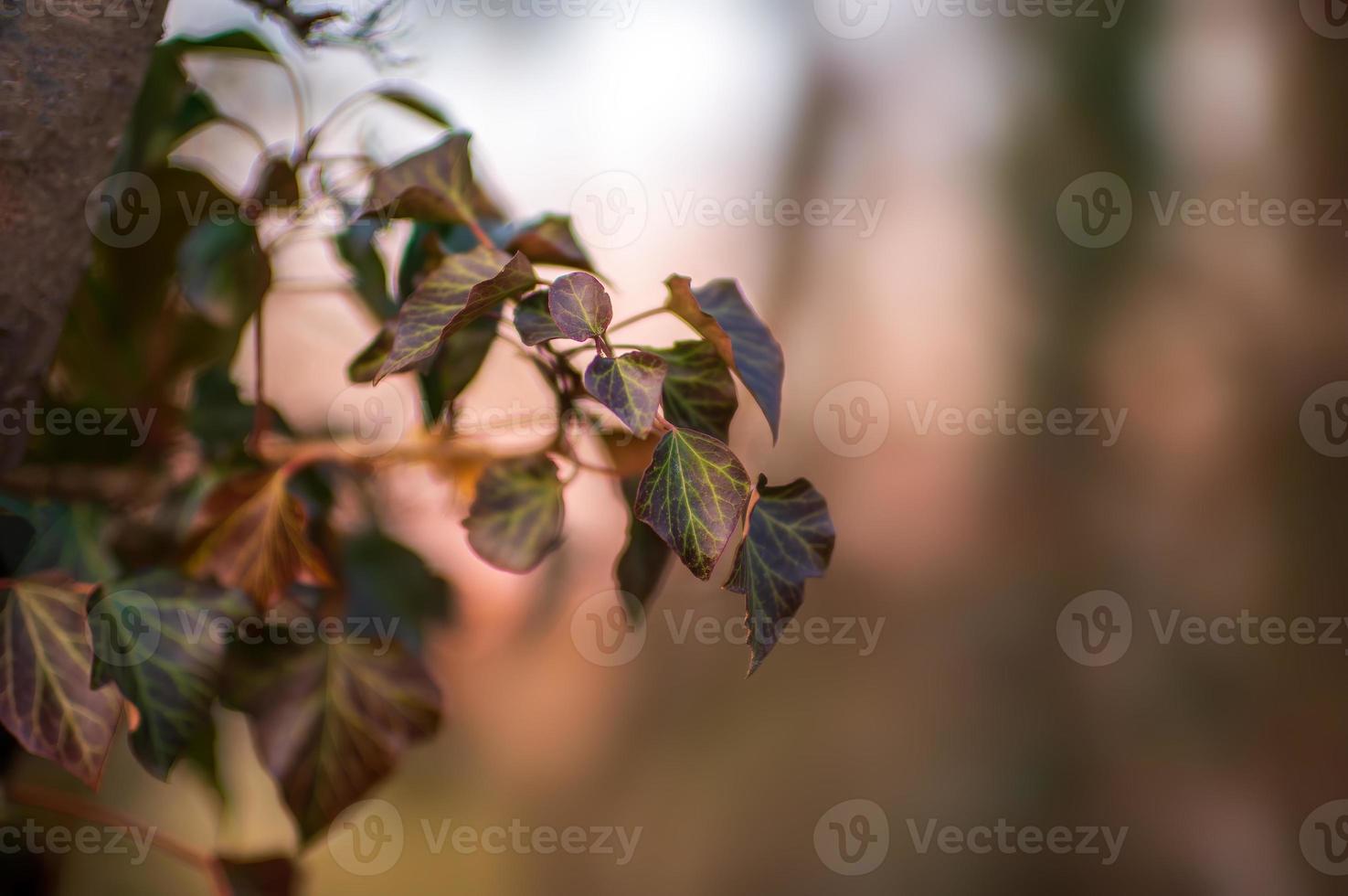 one branch with green ivy leaves in the forest photo