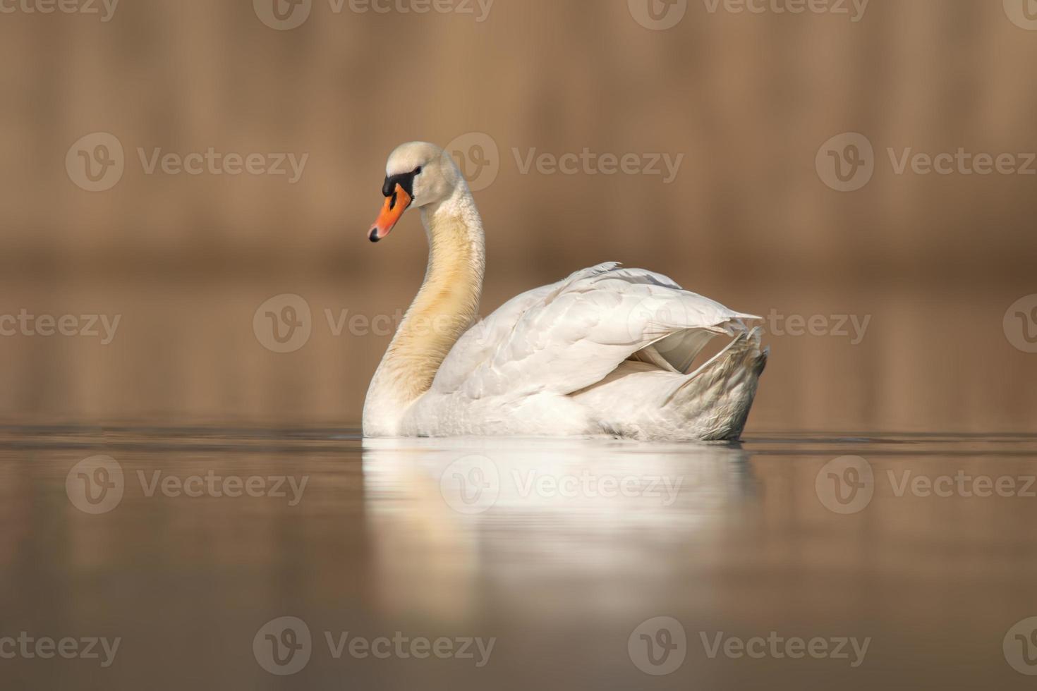 a swan swim on a lake photo