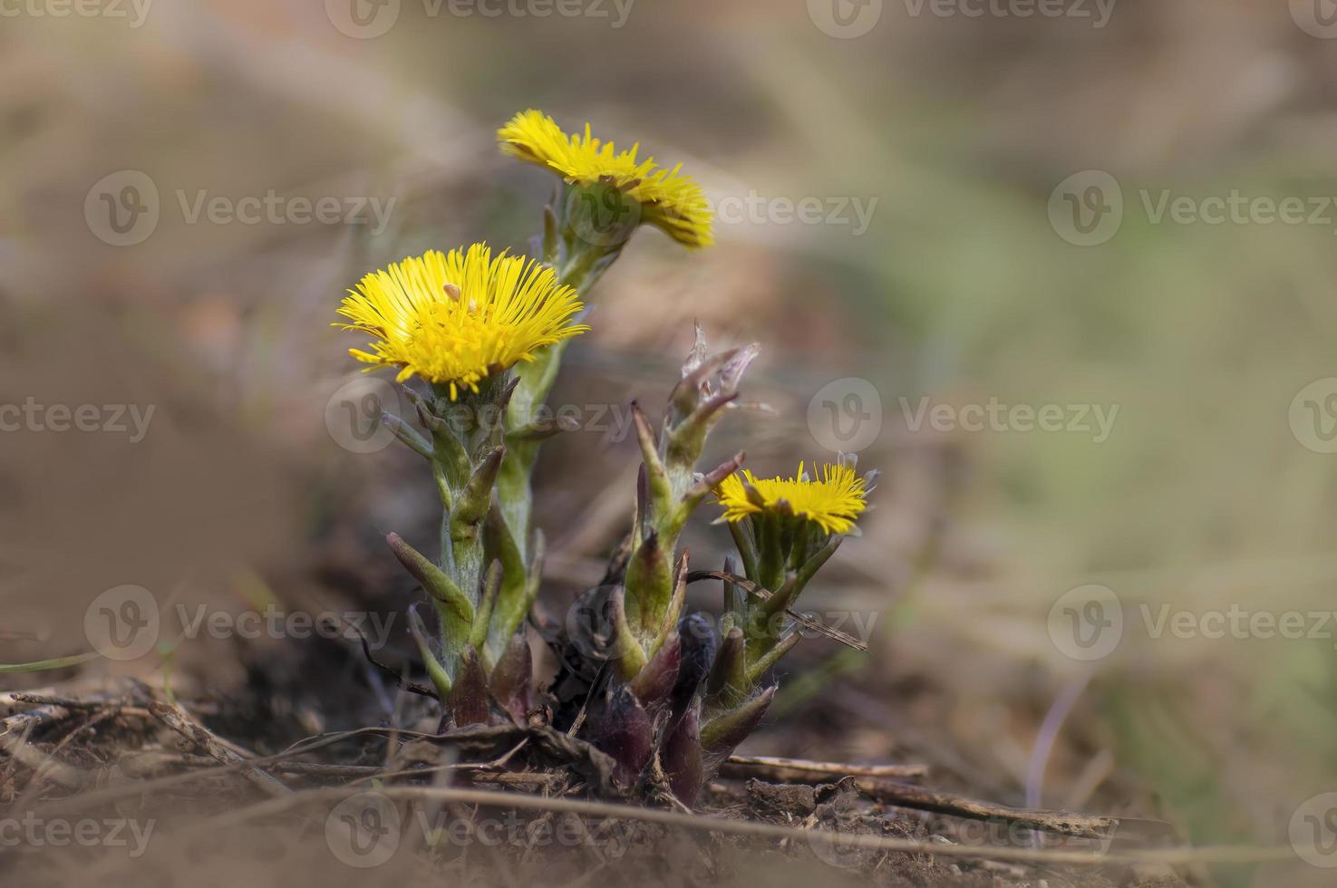 three coltsfoot blossoms in a meadow photo