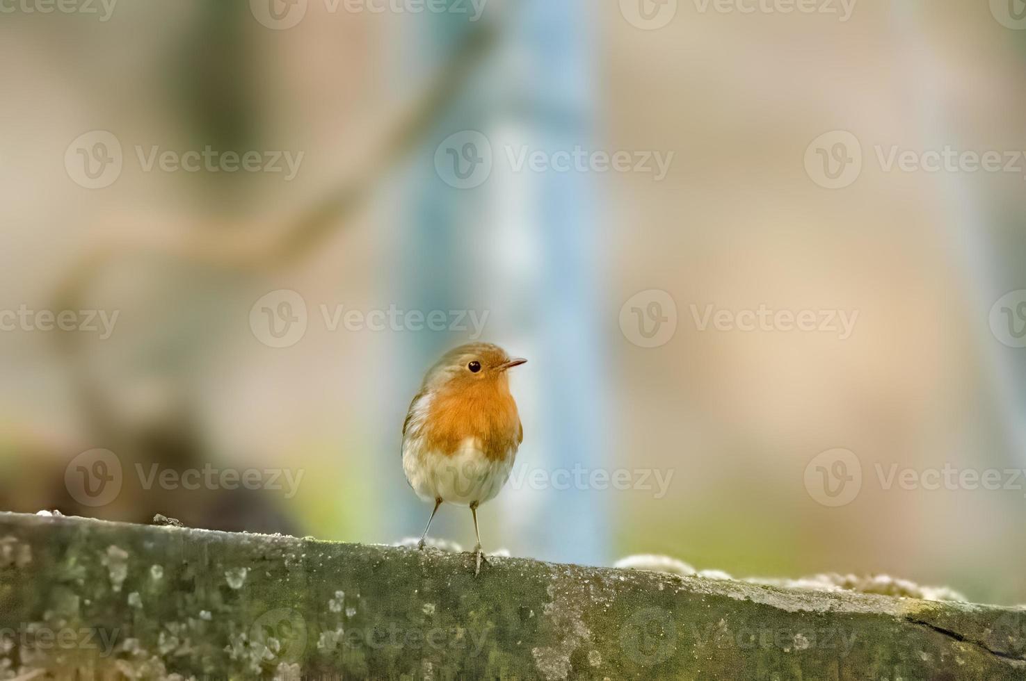 a robin sits on a branch photo