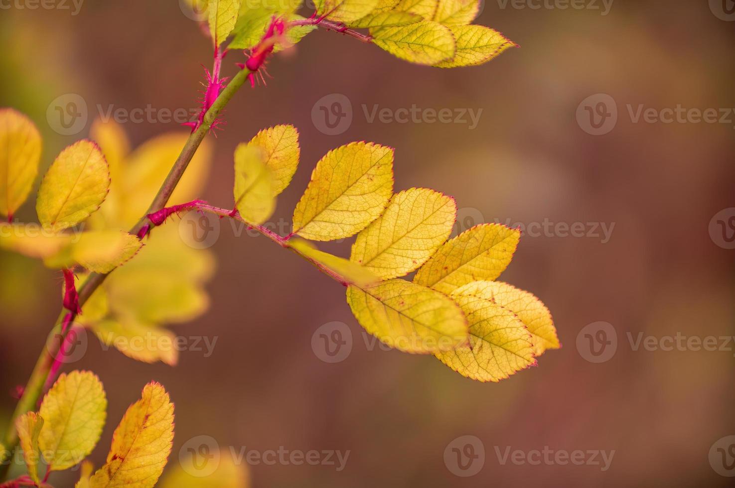 one branch with brown autumn leaves in the forest photo