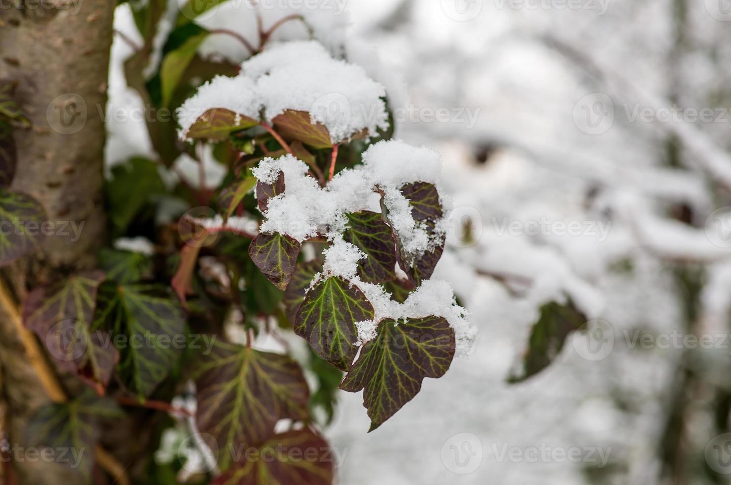 one branch with green ivy leaves in the winter forest photo