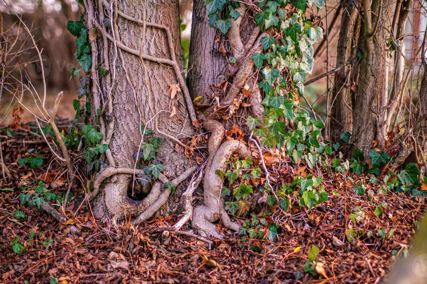 one branch with green ivy leaves in the forest photo