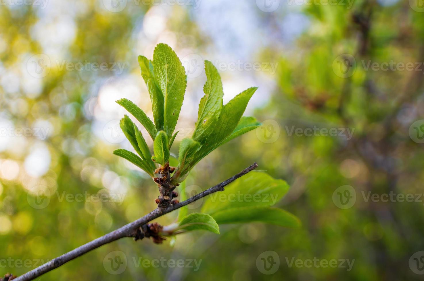 one branch with green leaves in the forest photo