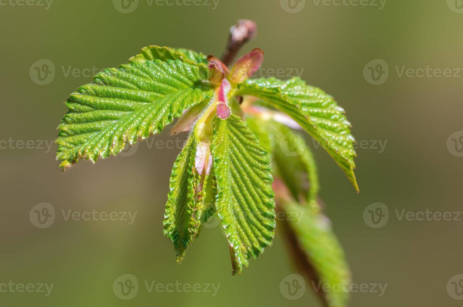 one branch with green beech leaves in the forest photo