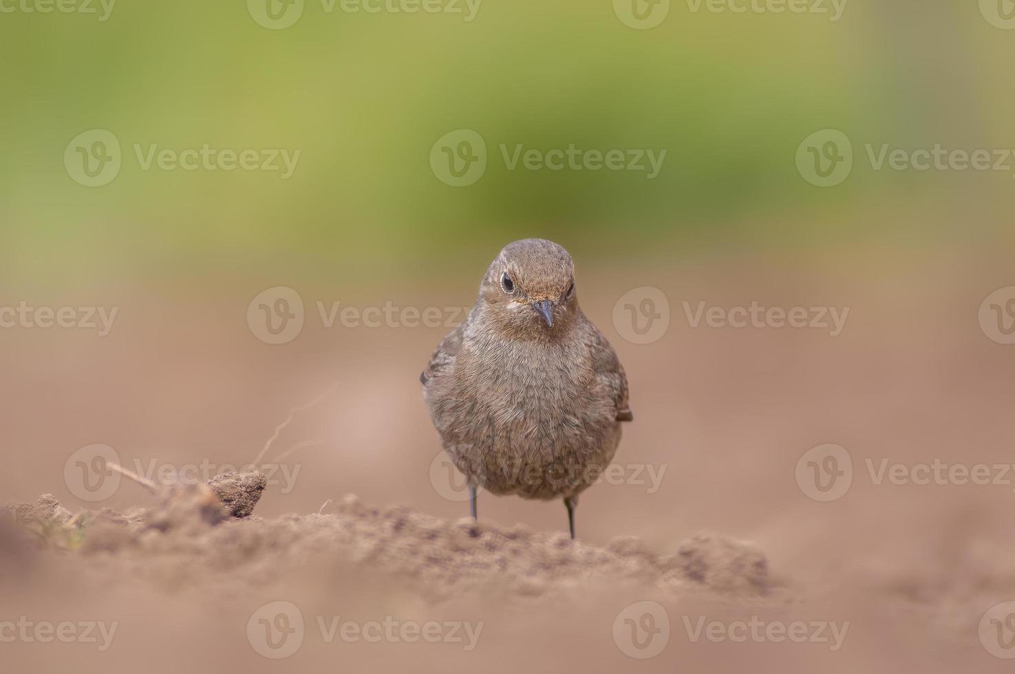 a female redstart looking for food on a freshly plowed field photo