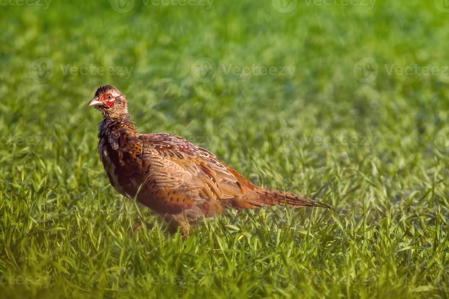 un joven gallo faisán en un prado foto