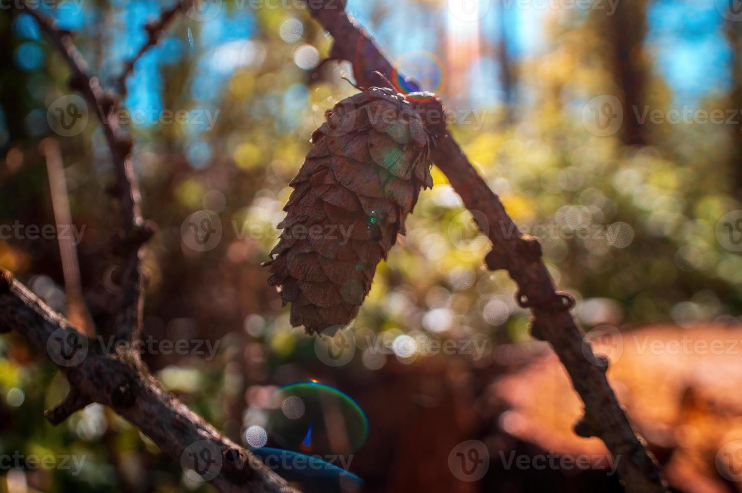 one branch with a brown cone photo