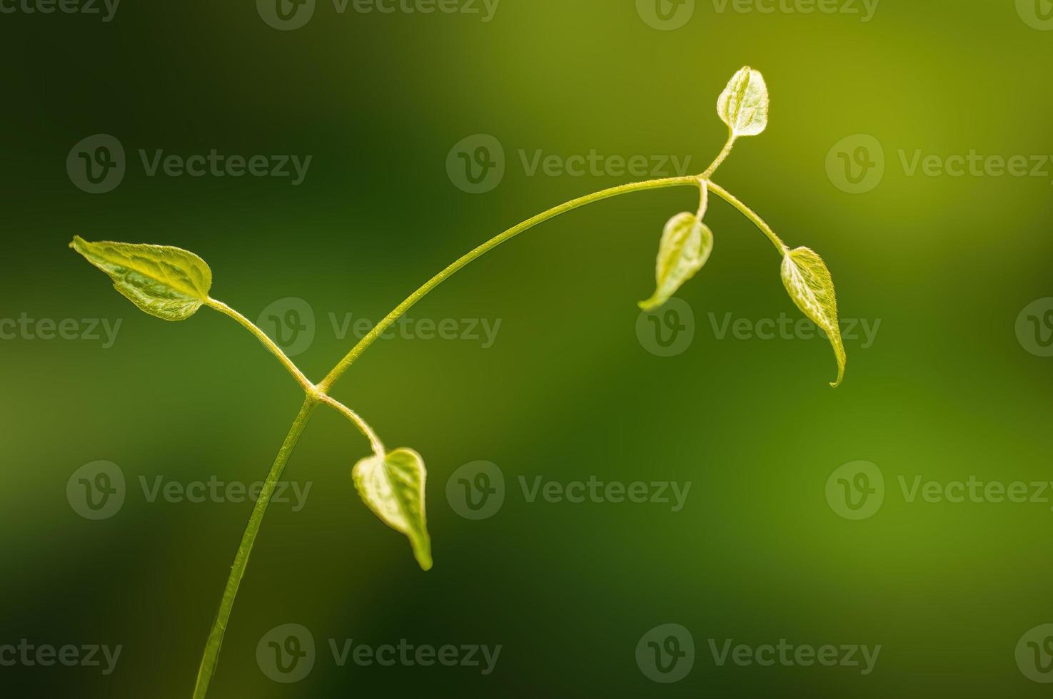 one branch with green leaves in the forest photo