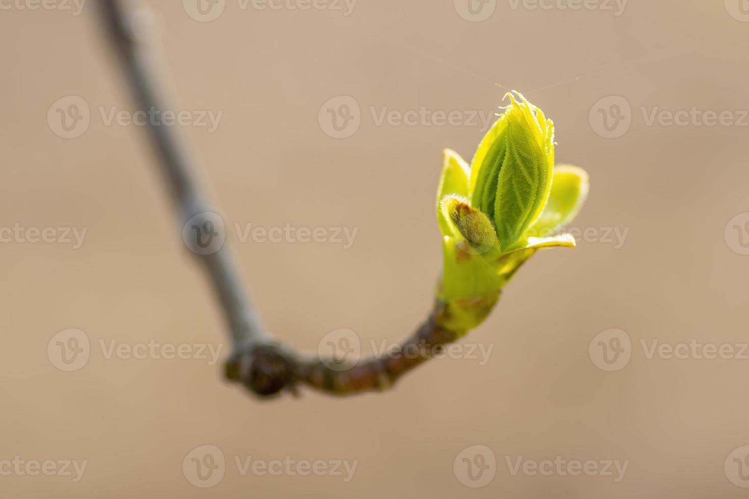 many fresh buds on a branch photo