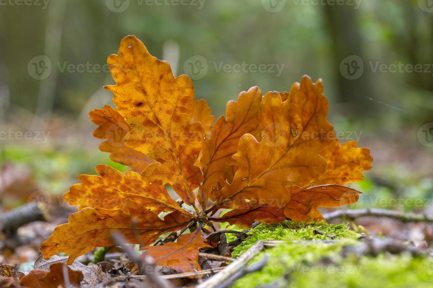 one branch with brown autumn leaves in the forest photo