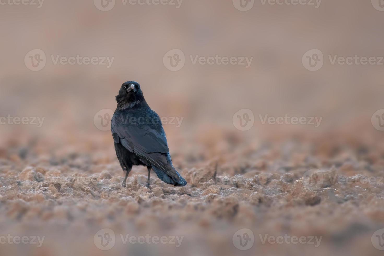 un cuervo común está buscando comida en un campo foto