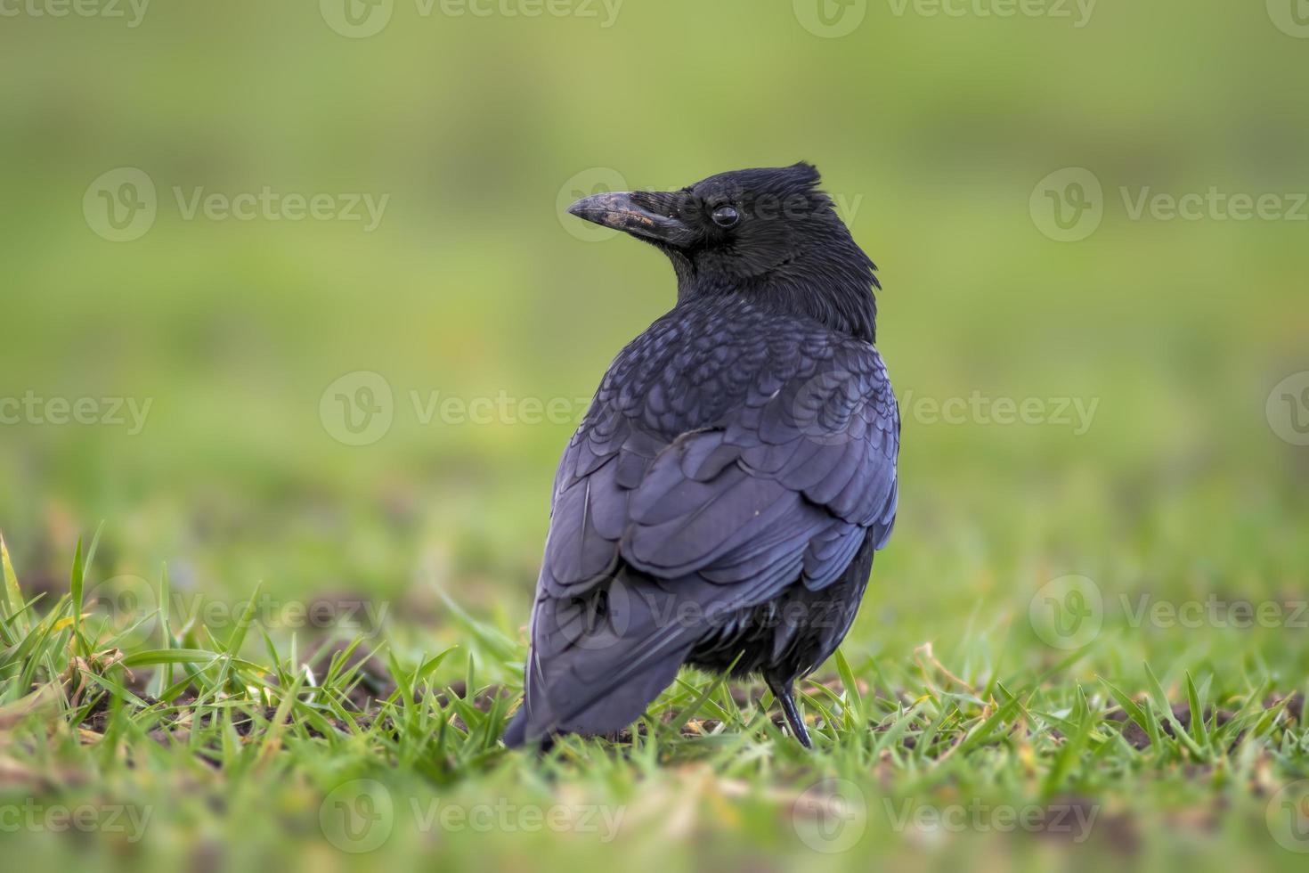 a common northern raven is looking for food in a meadow photo