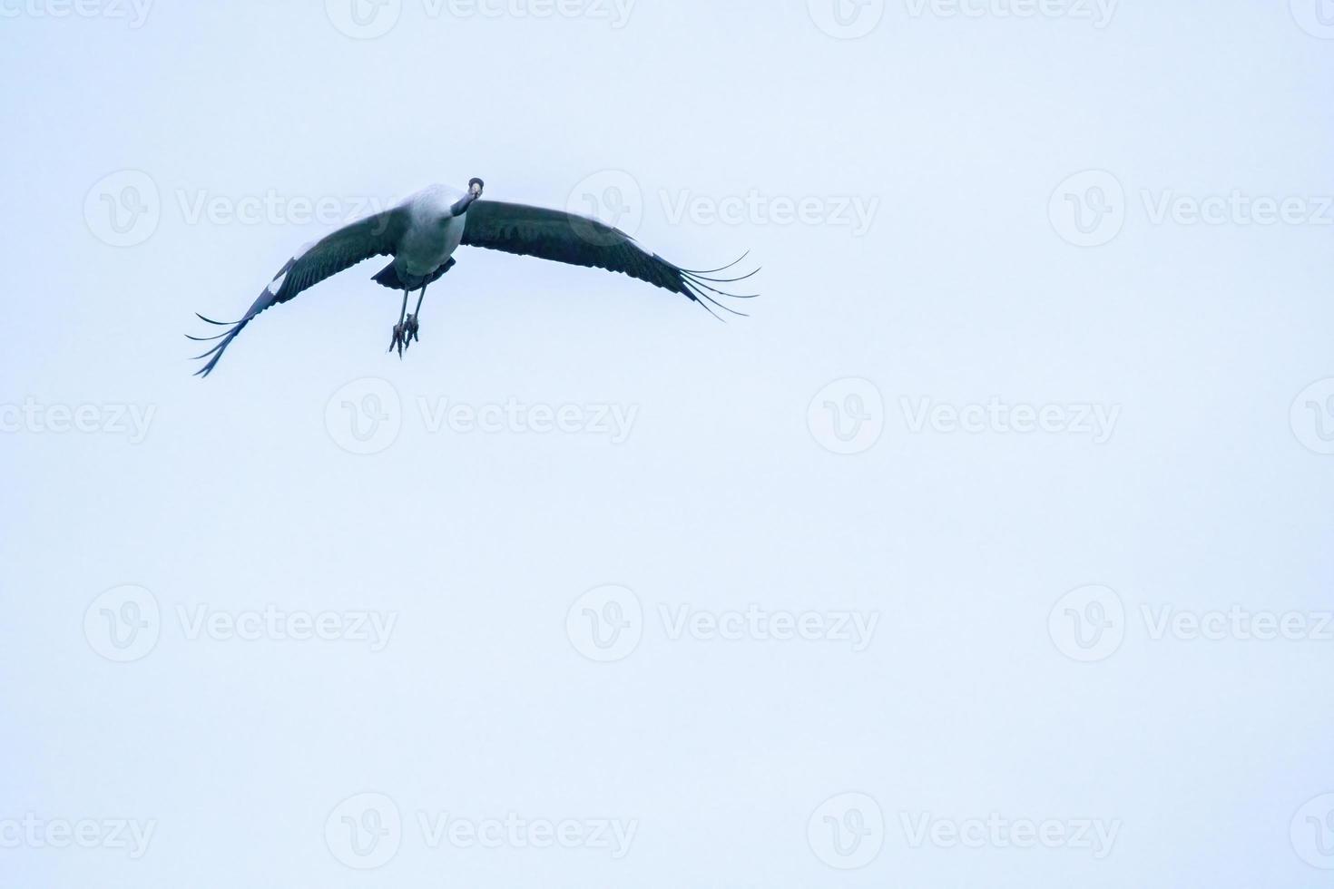 one crane flies in the sky photo