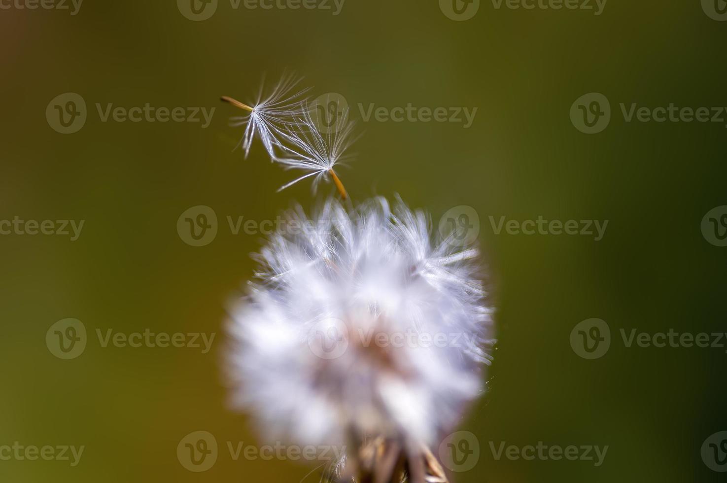 one withered thistle blossom in a meadow photo