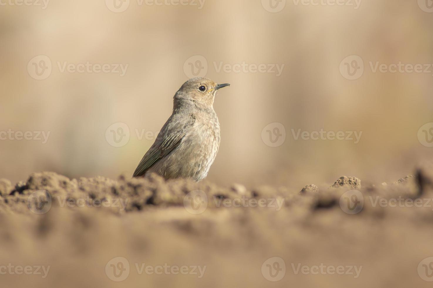 a female redstart looking for food on a freshly plowed field photo