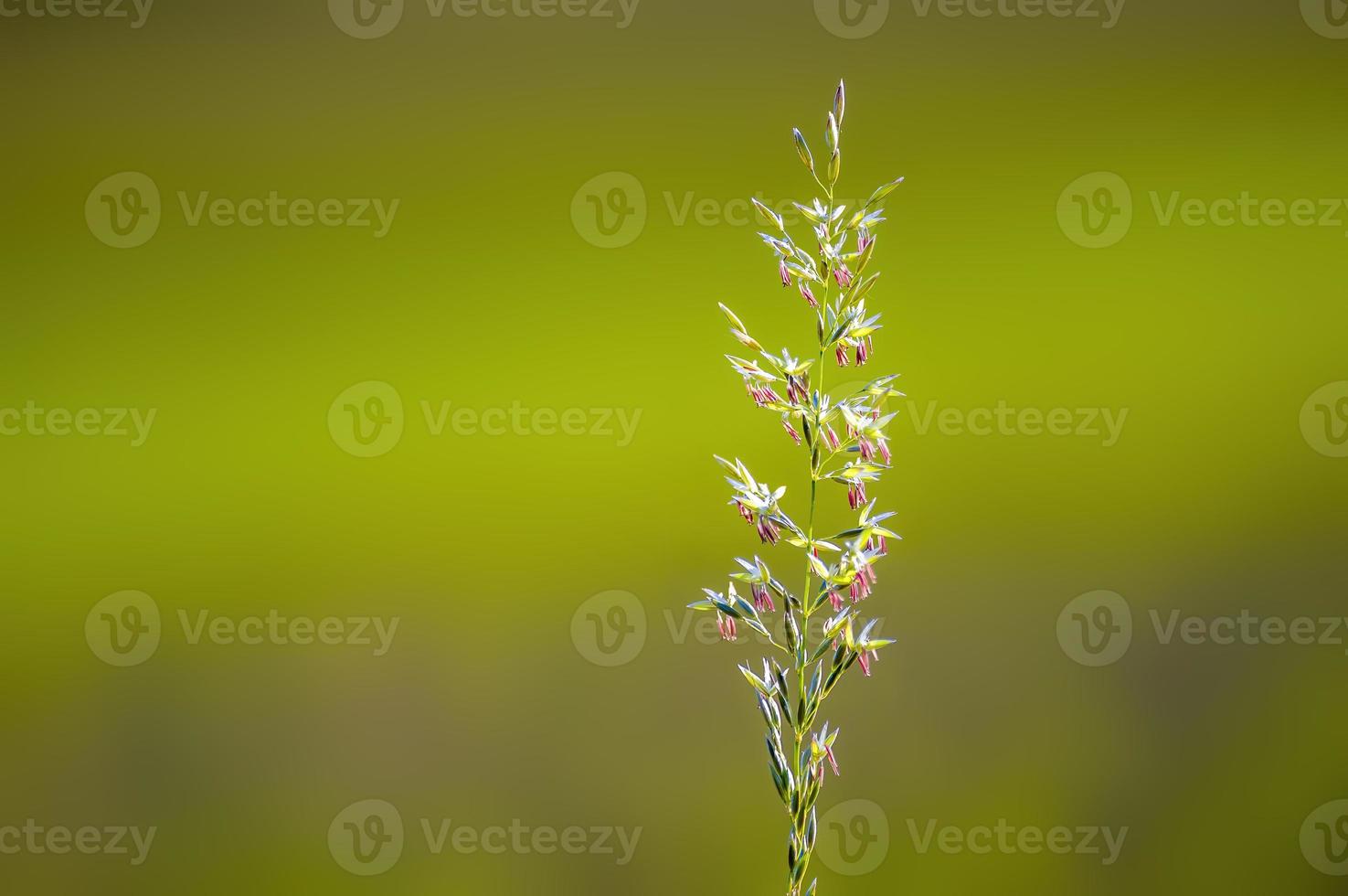 una flor verde de la hierba en verano foto