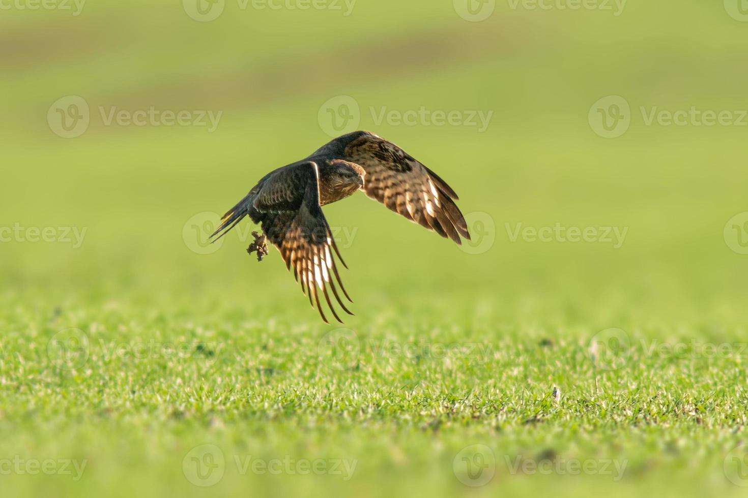 a buzzard flies over a green field photo