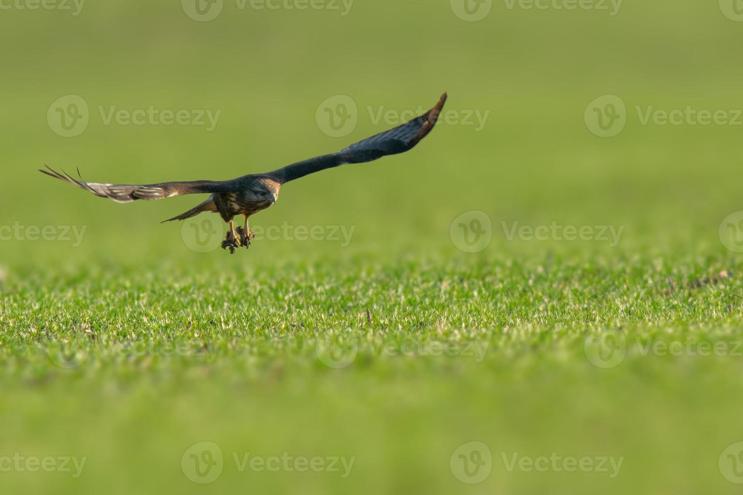 a buzzard flies over a green field 8931517 Stock Photo at Vecteezy
