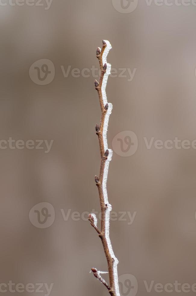 many fresh buds on a branch photo