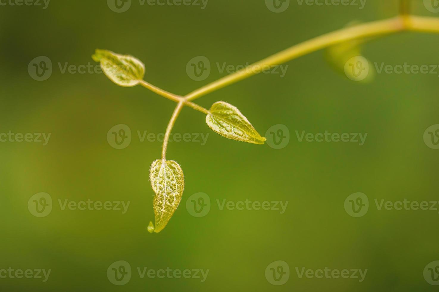 one branch with green leaves in the forest photo