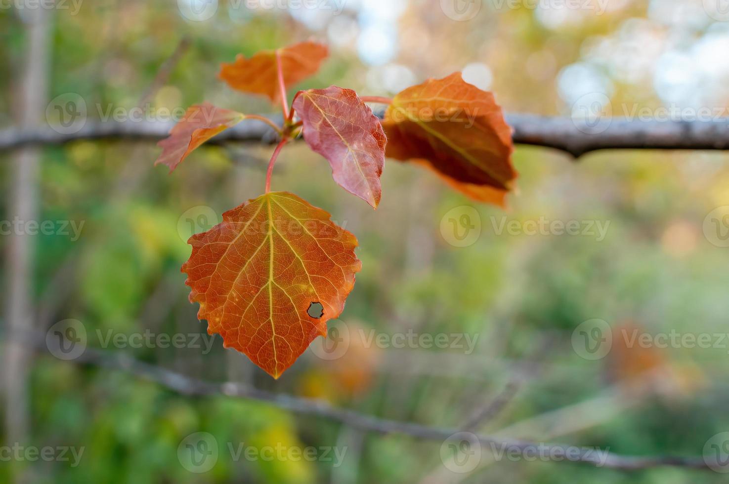one branch with brown autumn leaves in the forest photo