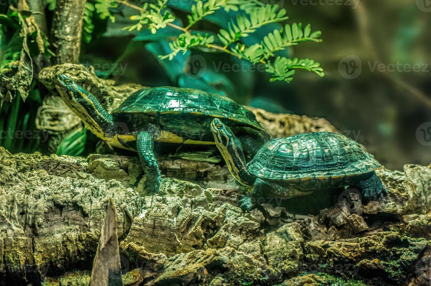 2 tortugas se sientan en una rama foto