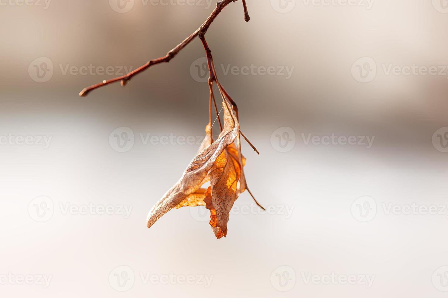 one branch with brown autumn leaves in the forest photo
