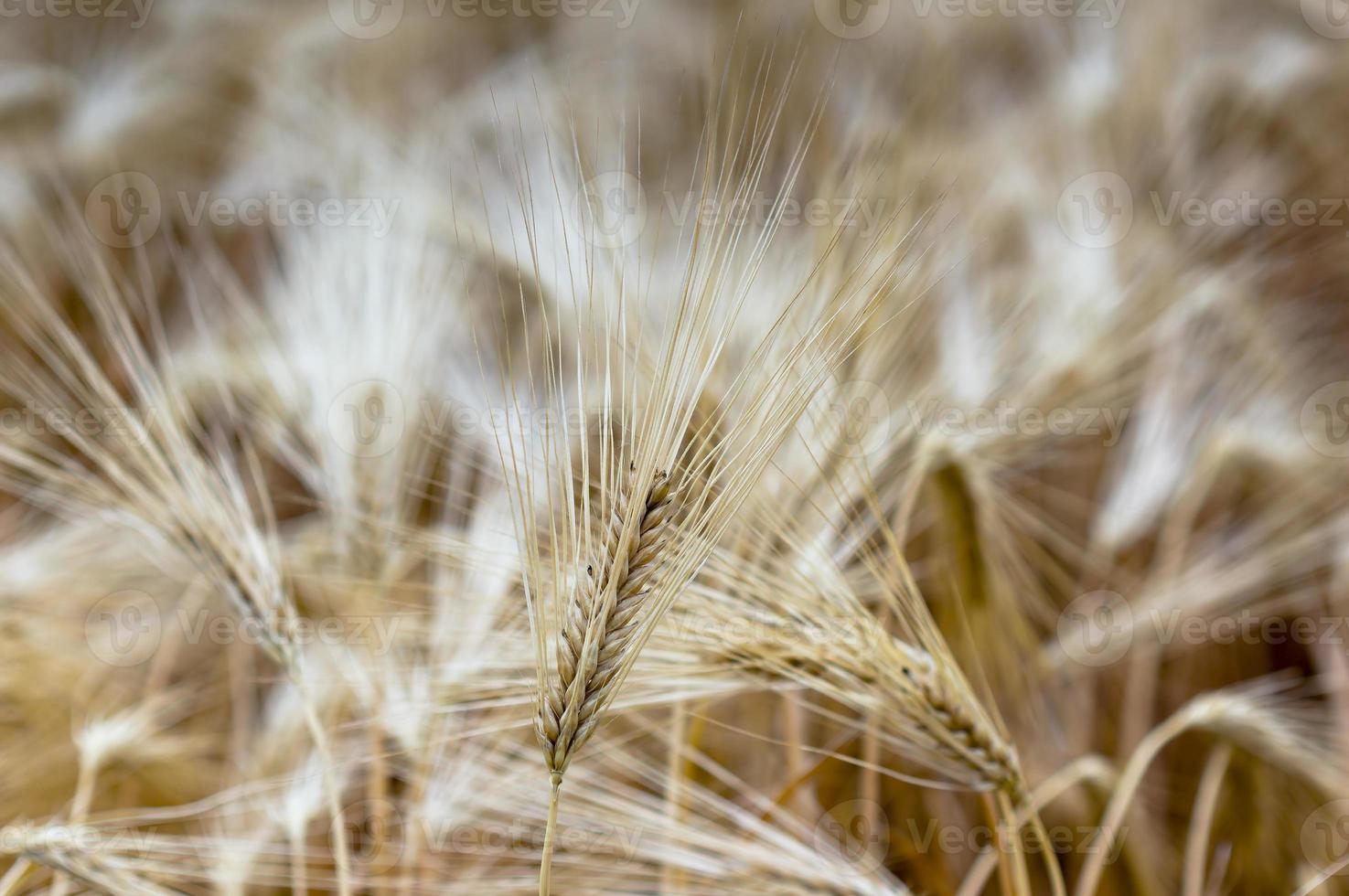 several ripe grain ear in a field photo