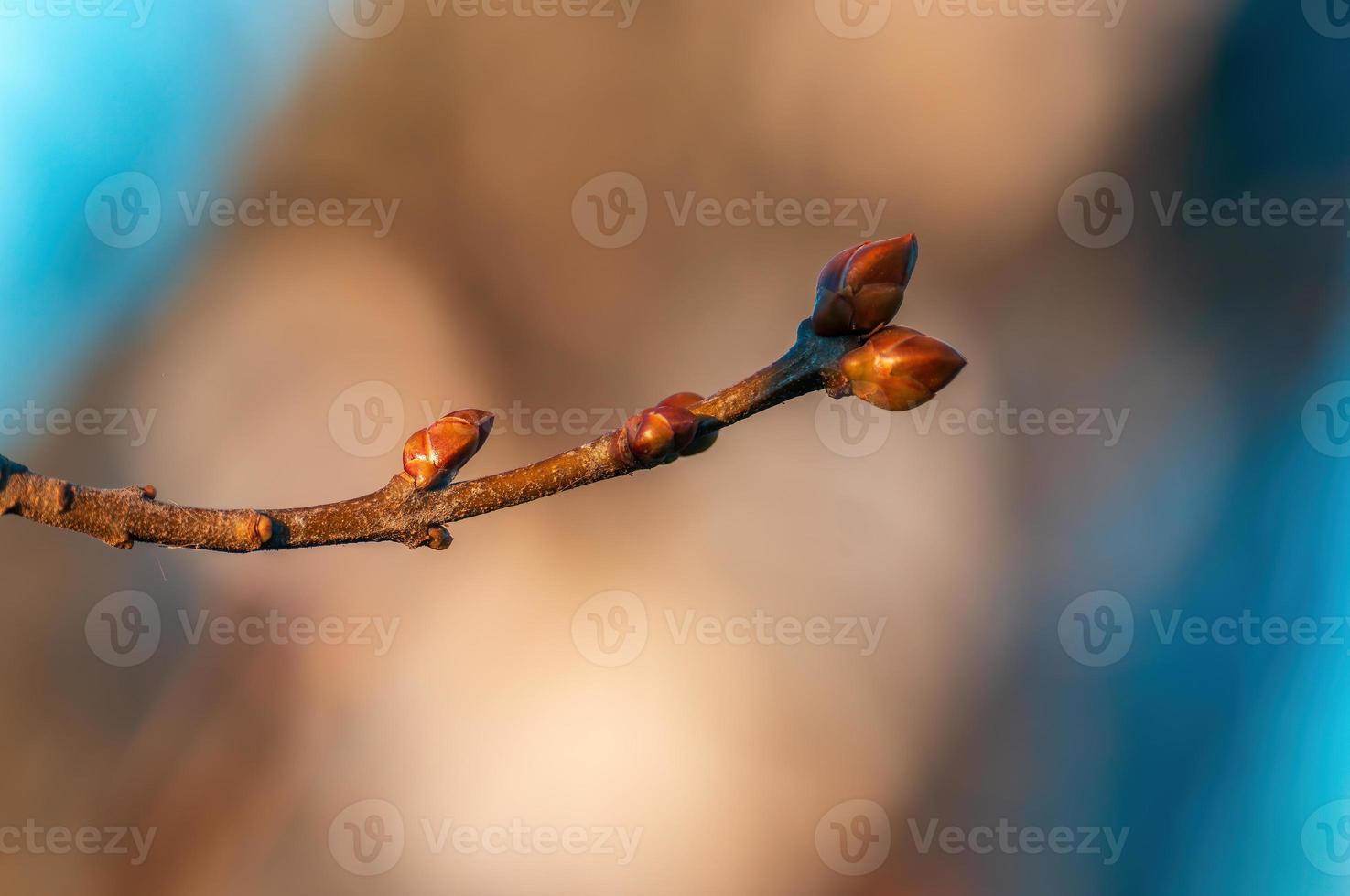 many fresh buds on a branch photo