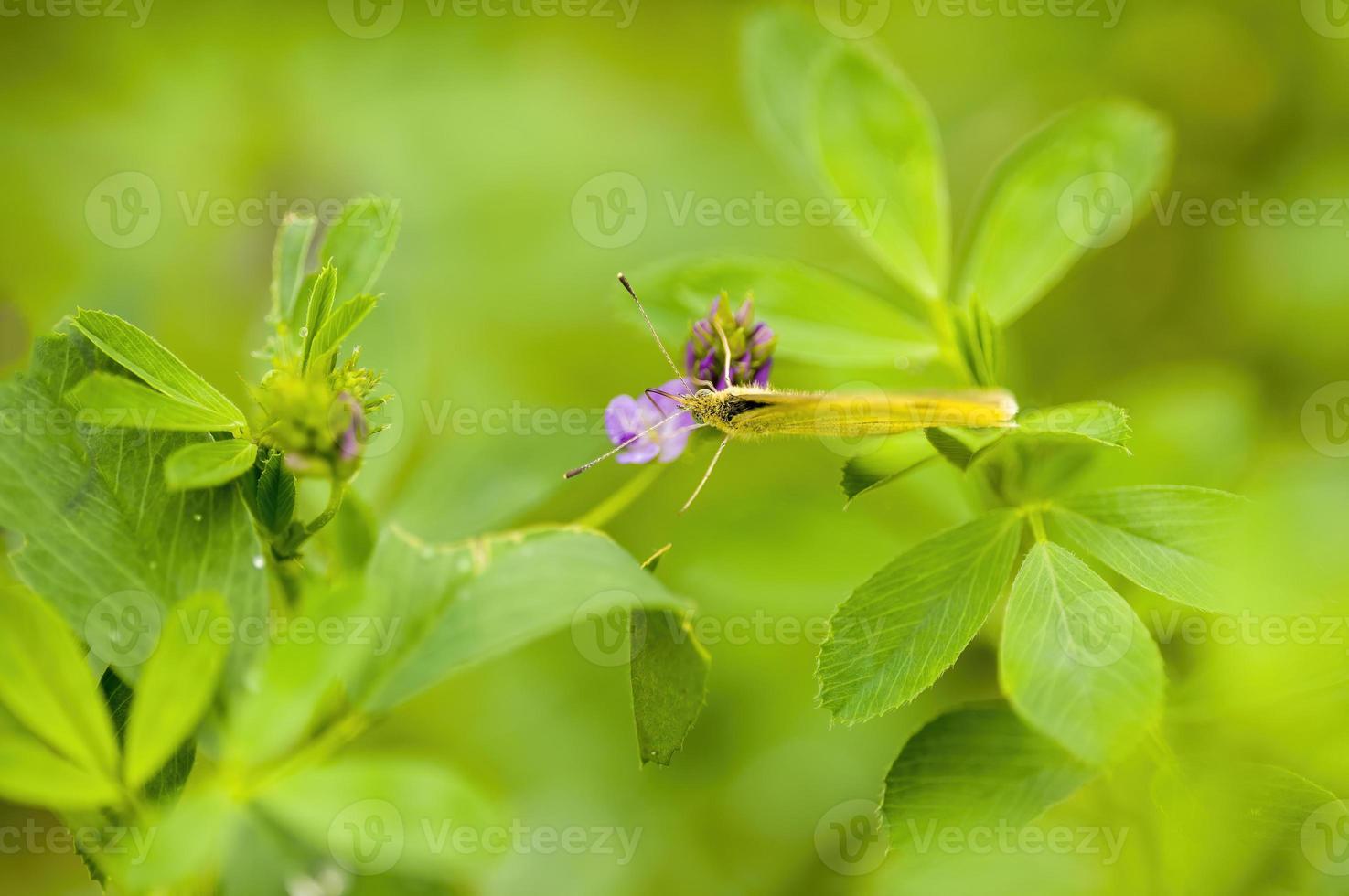 one branch with green leaves in the forest photo