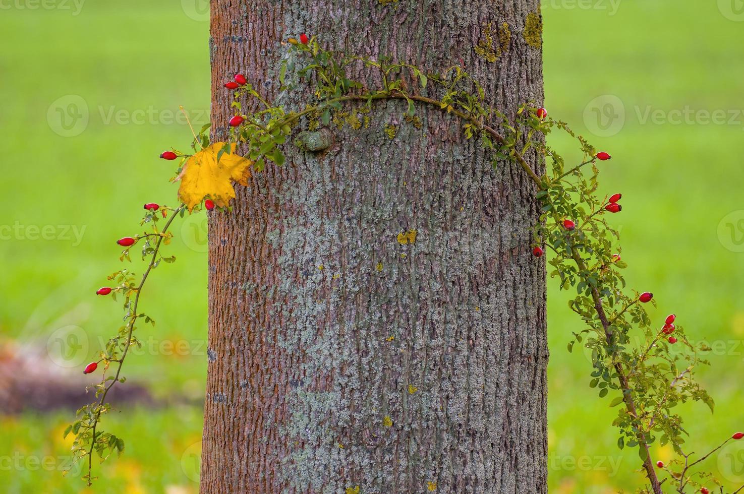 one branch with green leaves in the forest photo