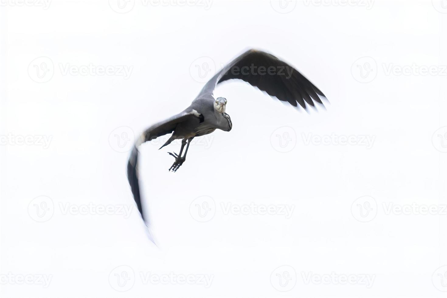 una grulla vuela en el cielo foto