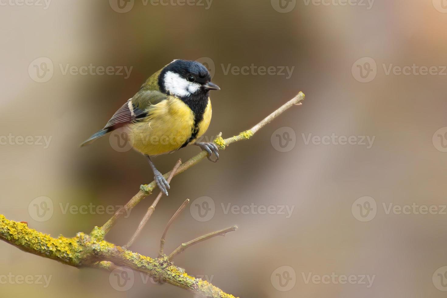 a great tit sits on a branch photo
