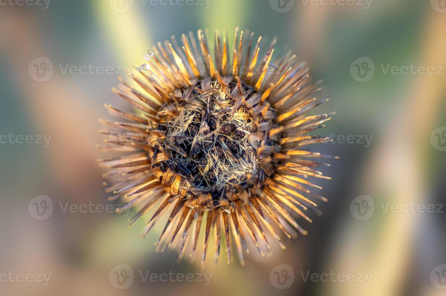 an blossom of a burdock in autumn photo