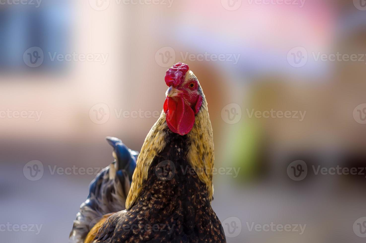 a domestic fowl rooster on a chicken yard photo