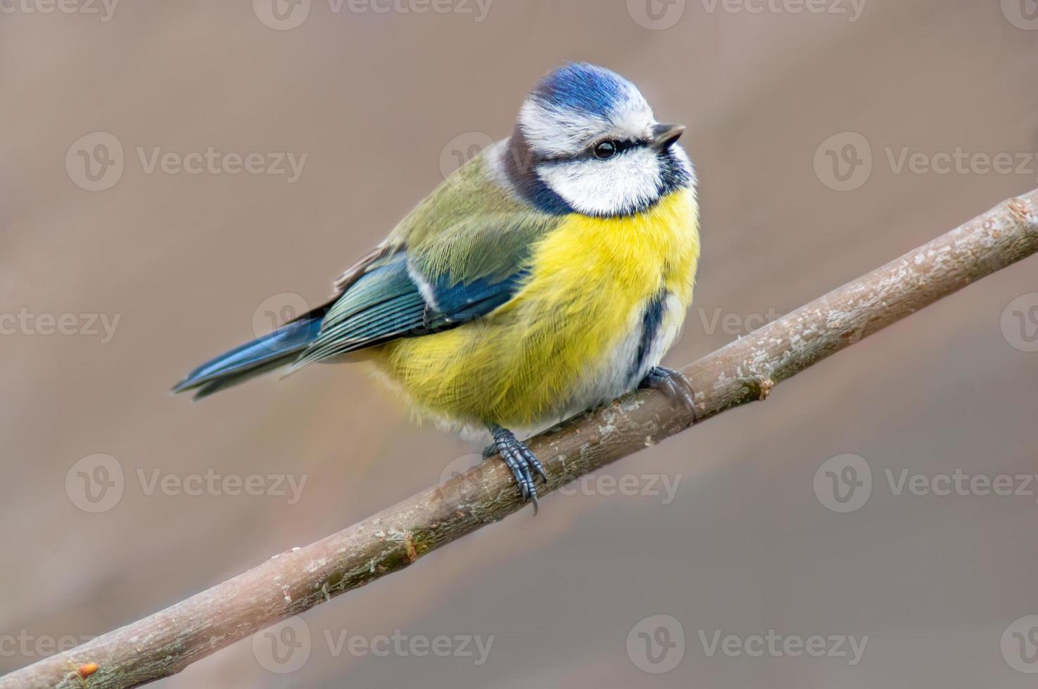 a blue tit sits on a branch photo