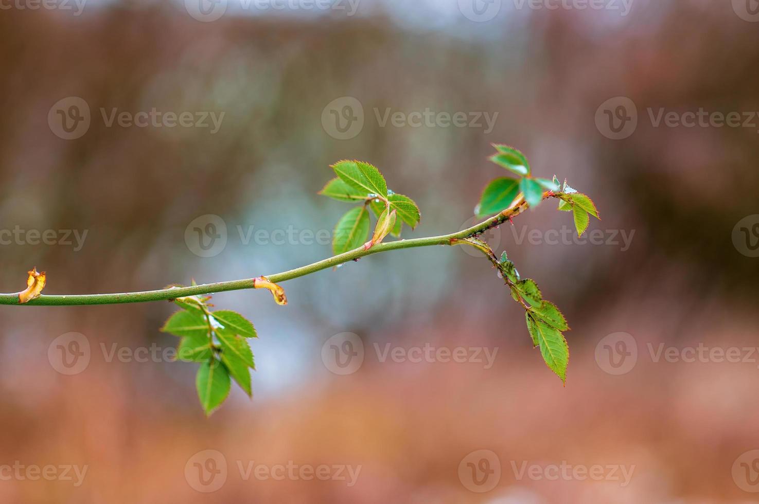 one branch with green leaves in the forest photo