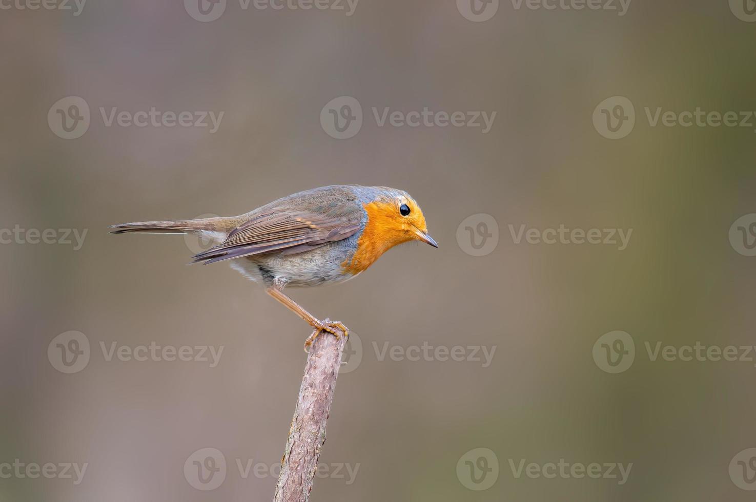 a robin sits on a branch photo