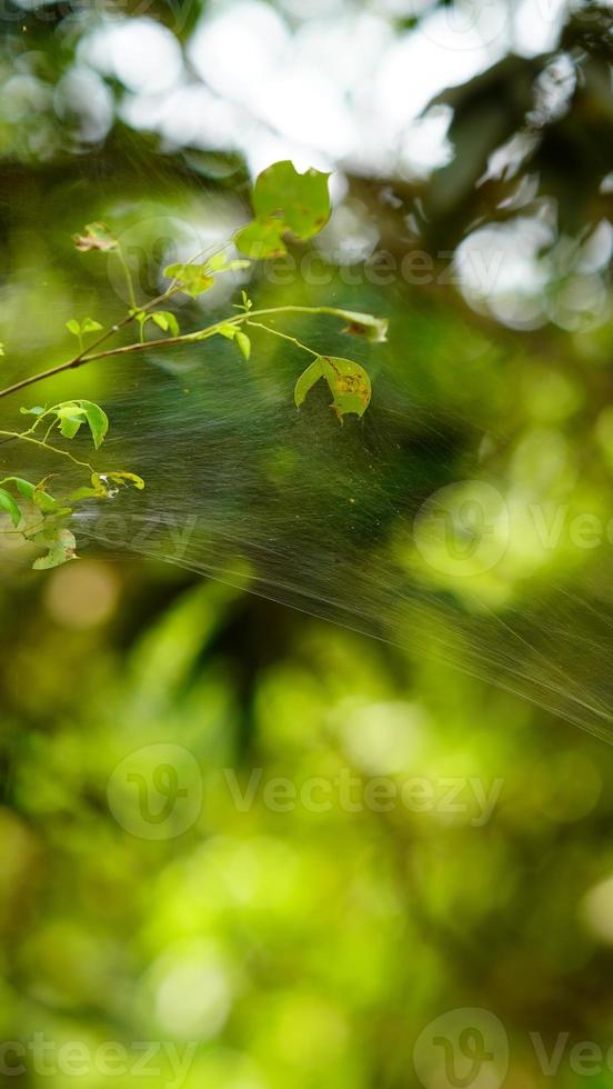 makadi ka jala en la granja foto