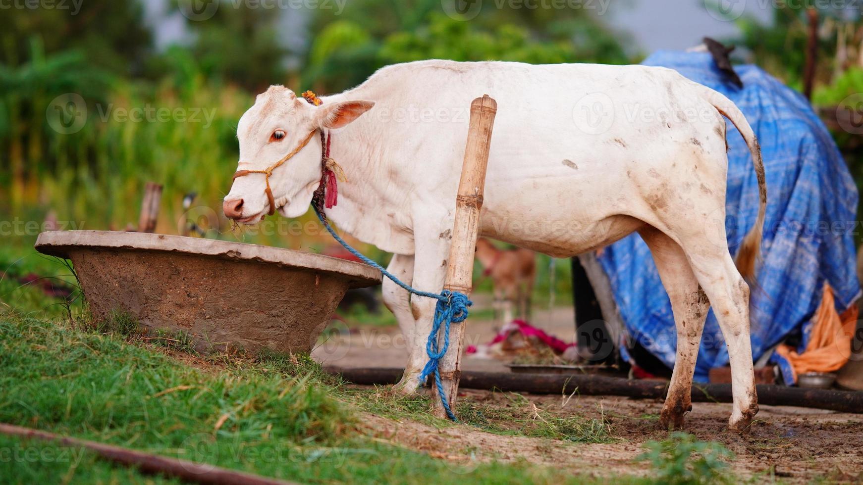 cute white cow in the village photo