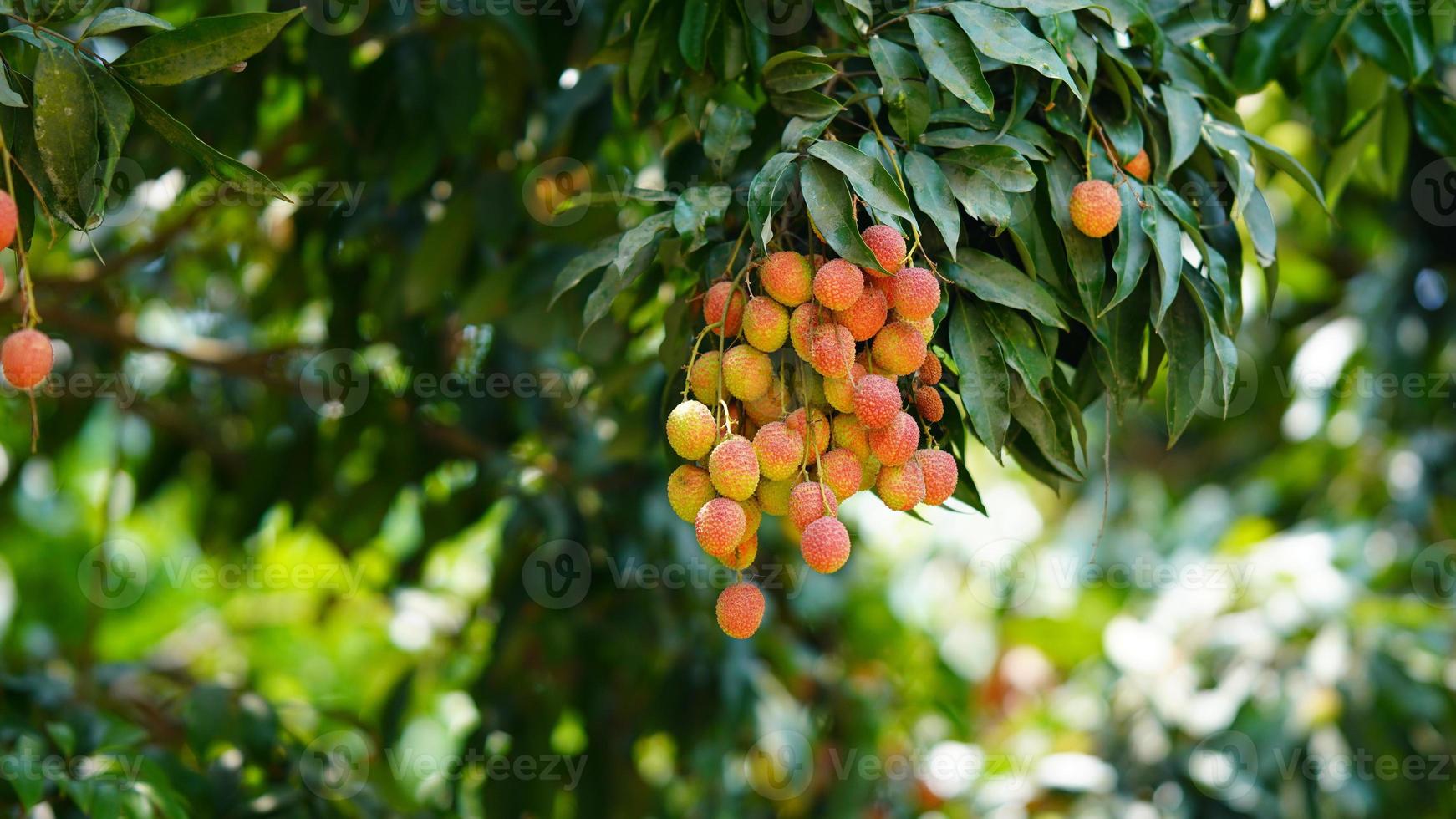 red and sweet lychee image photo